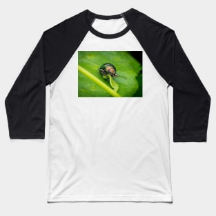 A gorgeous metallic leaf beetle (Nodina sp) munching on a leaf Baseball T-Shirt